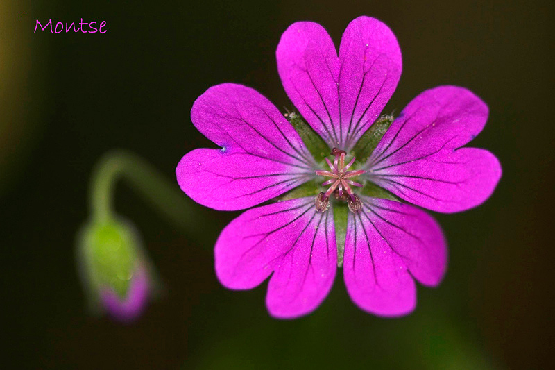 Geranium molle