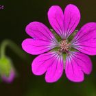 Geranium molle