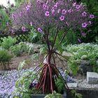 geranium palmatum