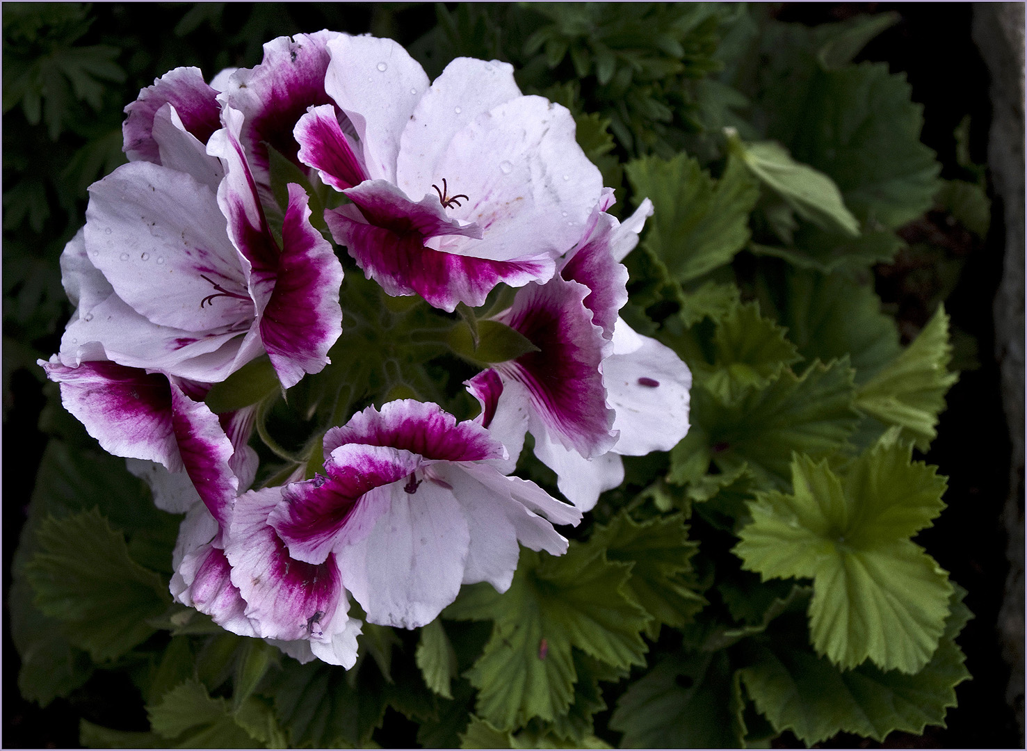 Géranium pensée à grandes fleurs 