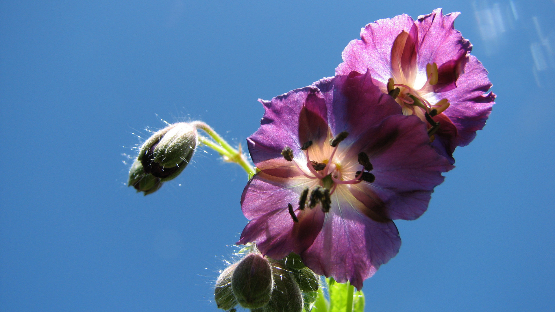 Geranium phaeum