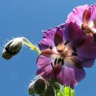 Geranium phaeum