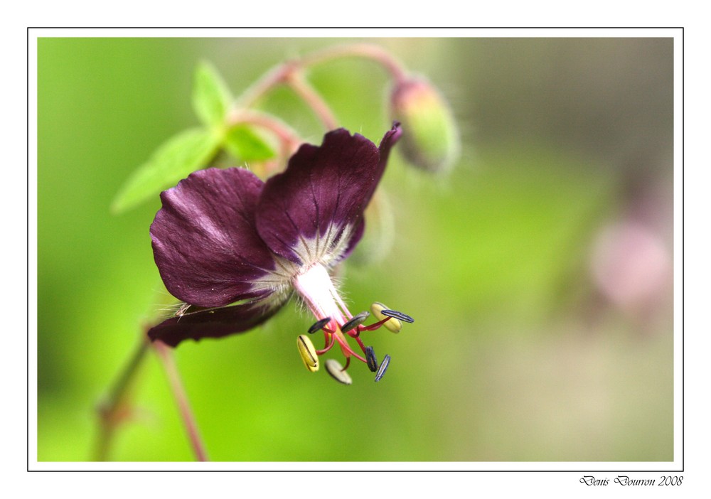 Géranium phaeum