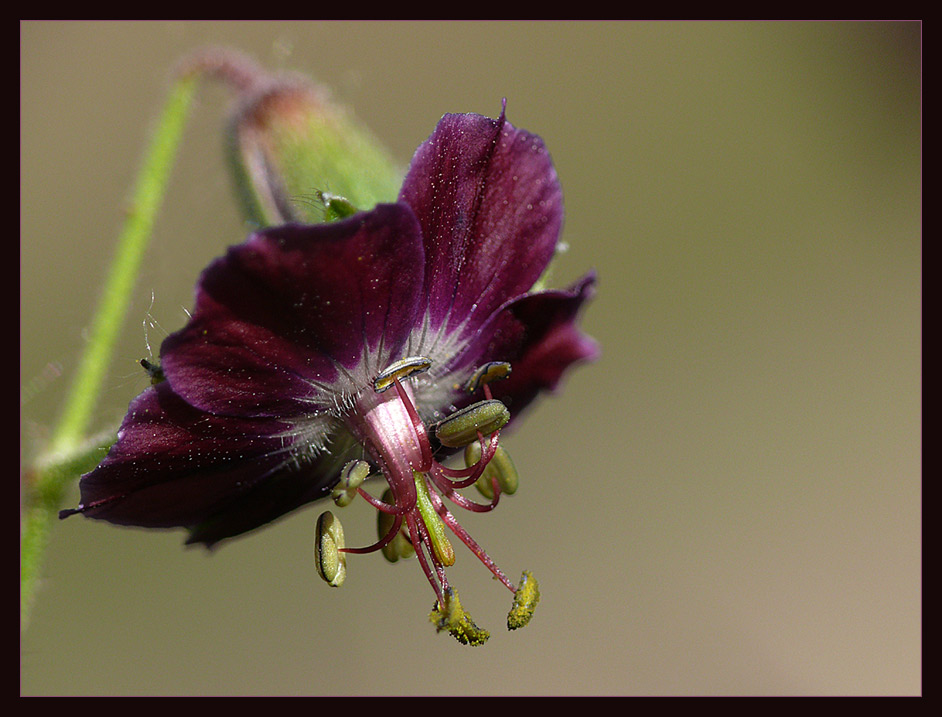 Geranium phaeum "Samobor"