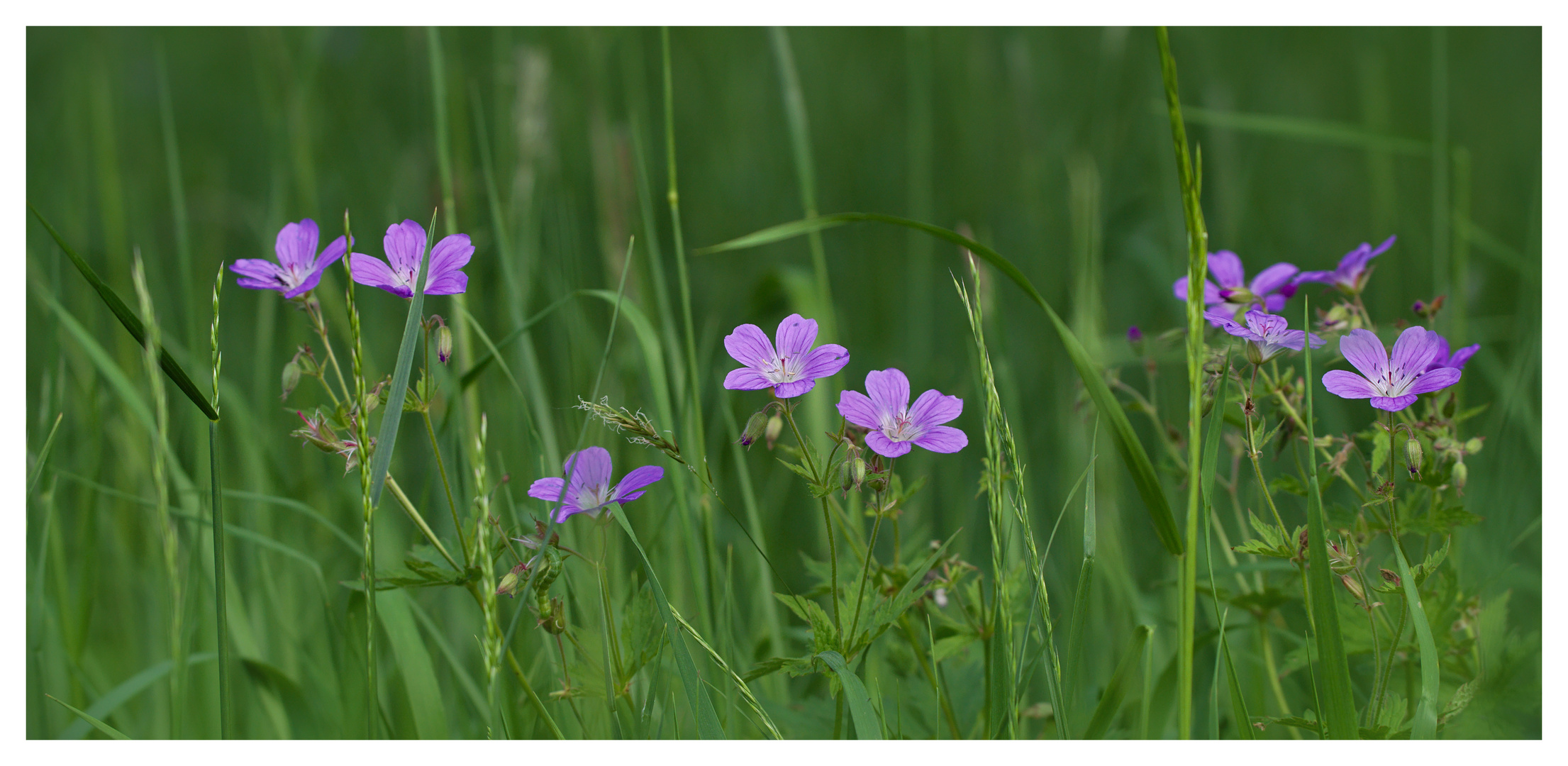 Geranium pratense