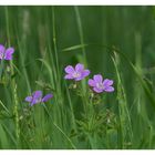 Geranium pratense