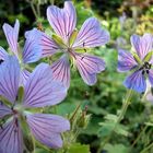 Geranium Pratense