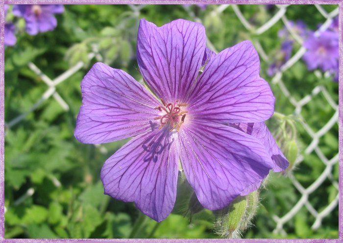 Geranium pratense