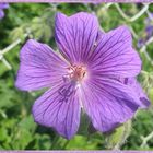 Geranium pratense