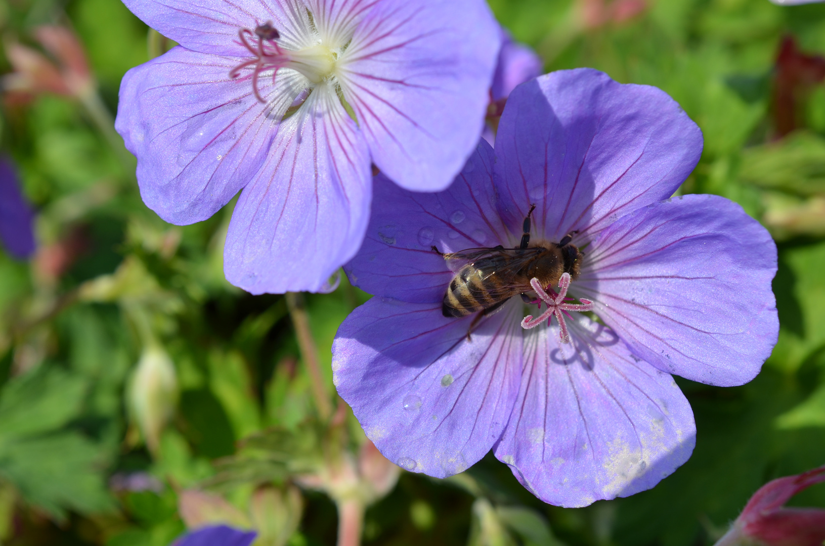 Geranium pratense