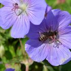 Geranium pratense