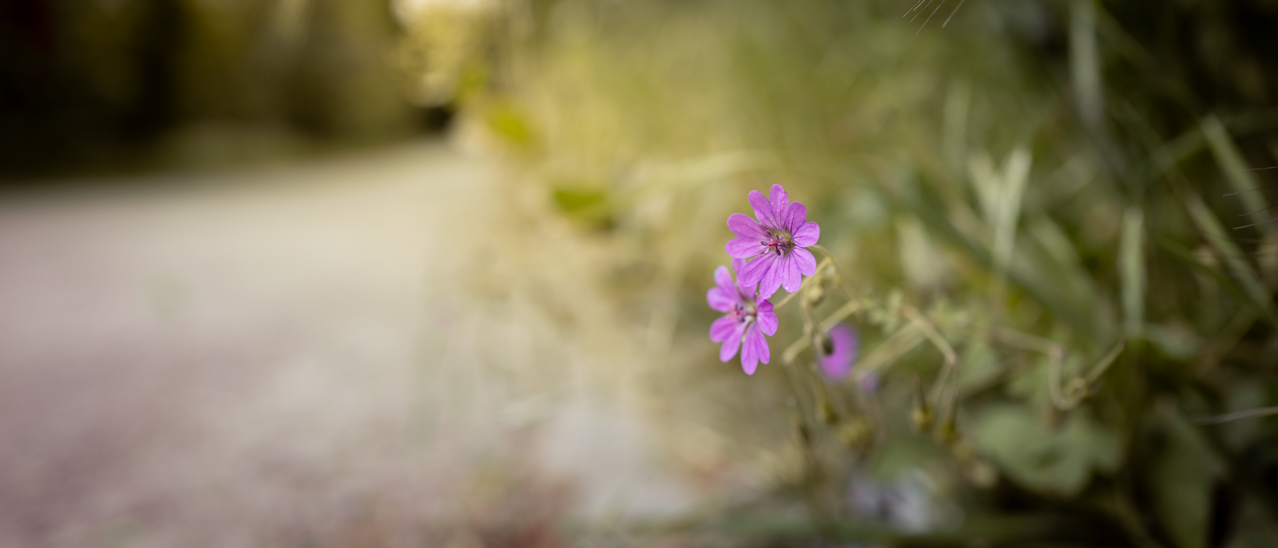 Geranium pyrenaicum am Wegesrand