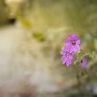 Geranium pyrenaicum am Wegesrand