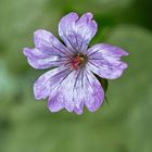 Geranium renardii