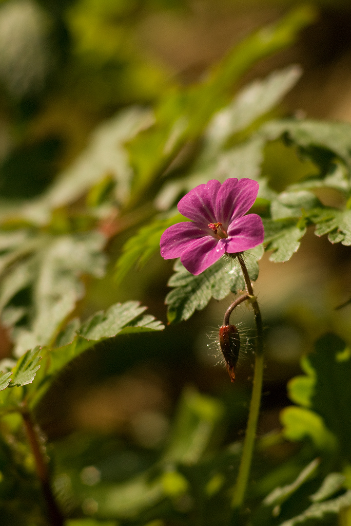 Géranium (Robert, je crois)