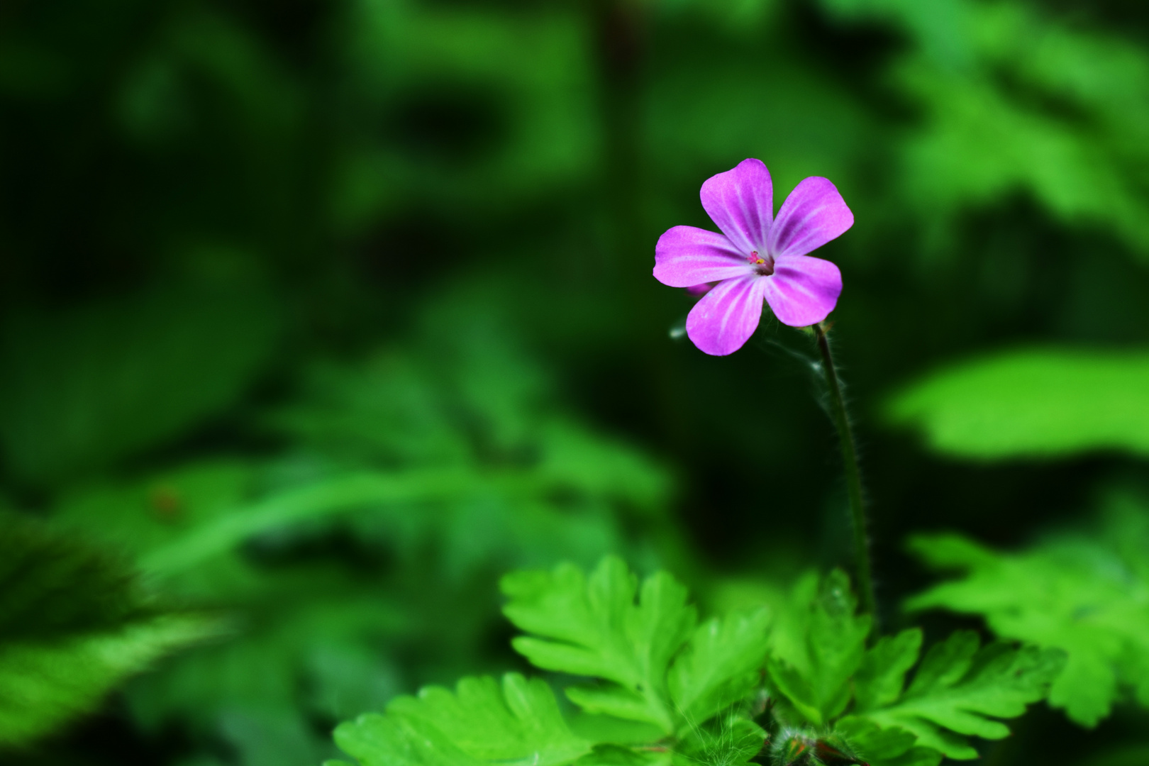 Geranium robertianum