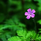 Geranium robertianum