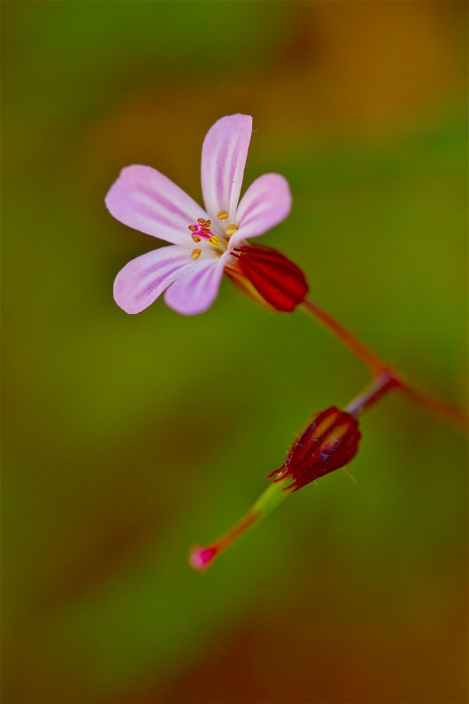 Geranium robertianum