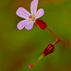 Geranium robertianum