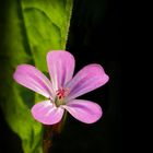 Geranium robertianum