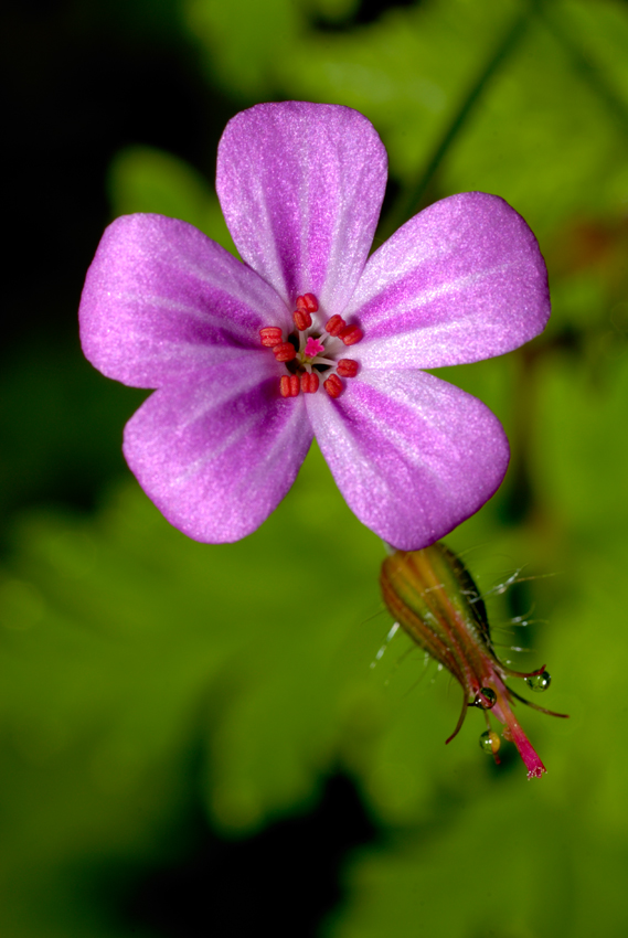 Geranium robertianum