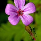 Geranium robertianum