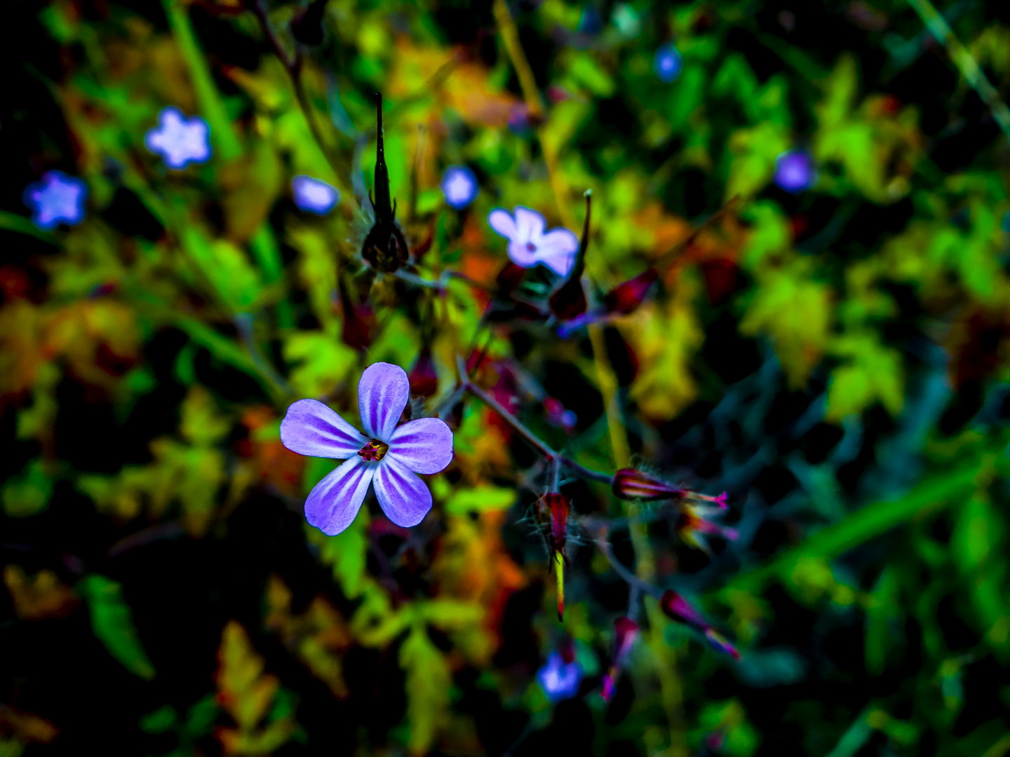 Geranium robertianum, Ruprechtskraut oder Stinkender Storchenschnabel