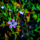 Geranium robertianum, Ruprechtskraut oder Stinkender Storchenschnabel