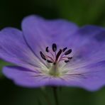 Geranium Rozanne