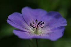 Geranium Rozanne