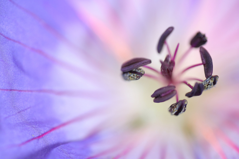 Geranium Rozanne