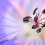 Geranium Rozanne