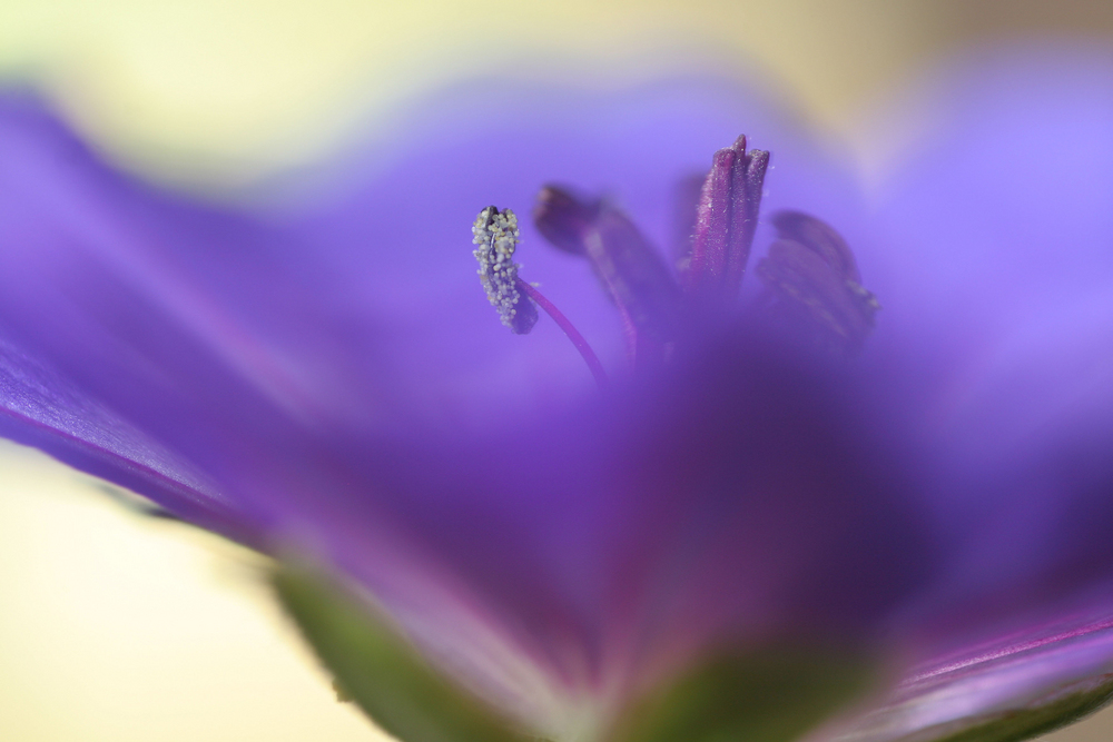 Geranium Rozanne