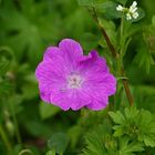 Geranium sanguineum