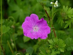 Geranium sanguineum