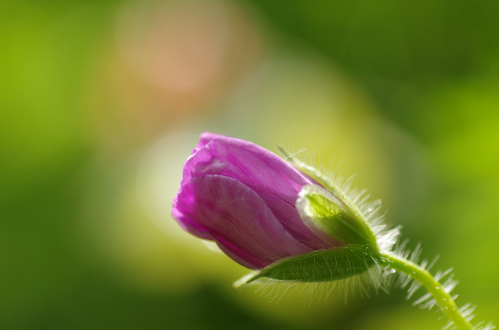 Geranium sanguineum