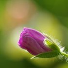 Geranium sanguineum