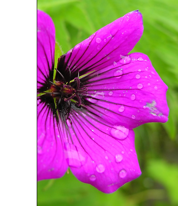 Geranium sanguineum - Storchschnabel