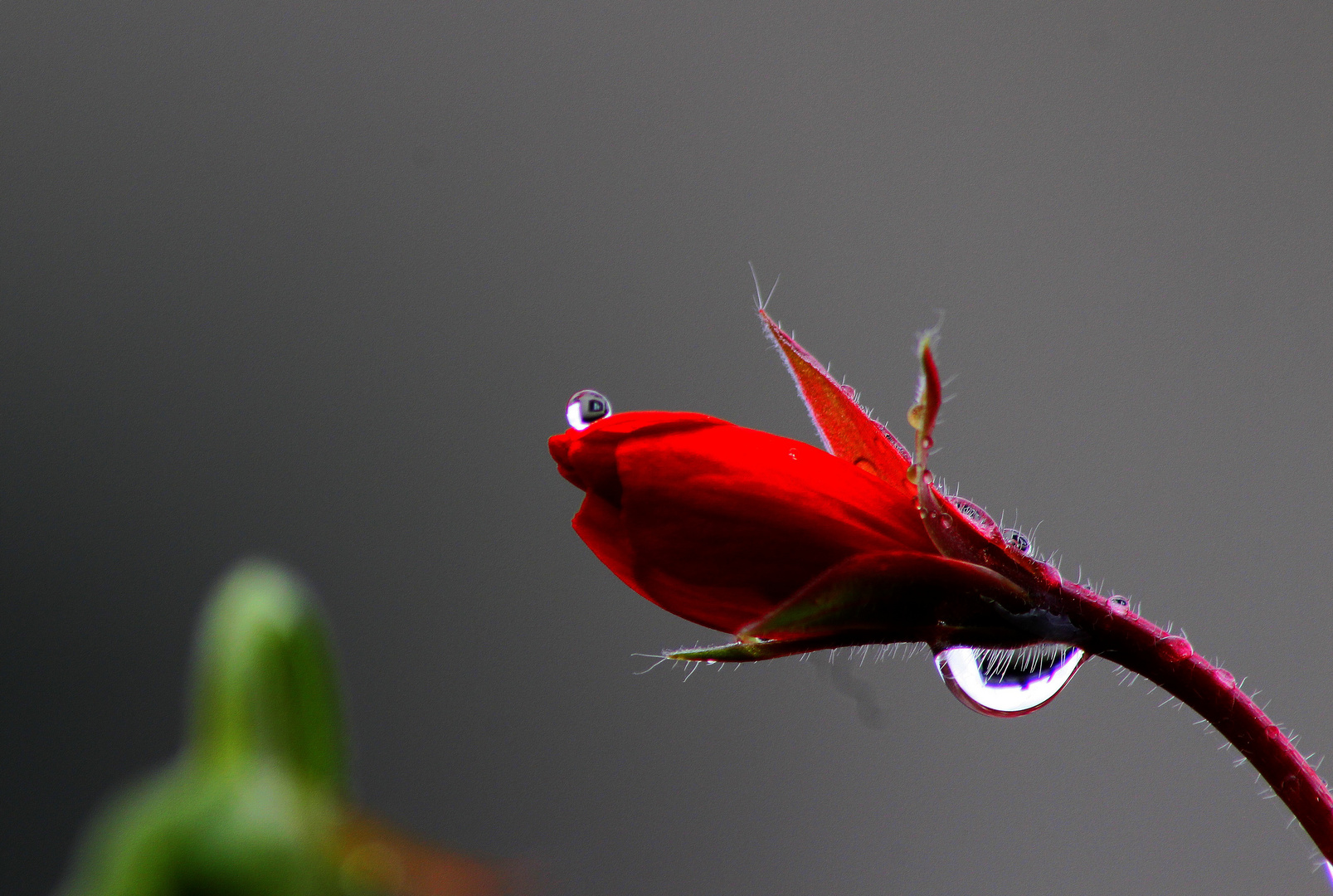 géranium sous la pluie