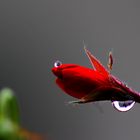 géranium sous la pluie