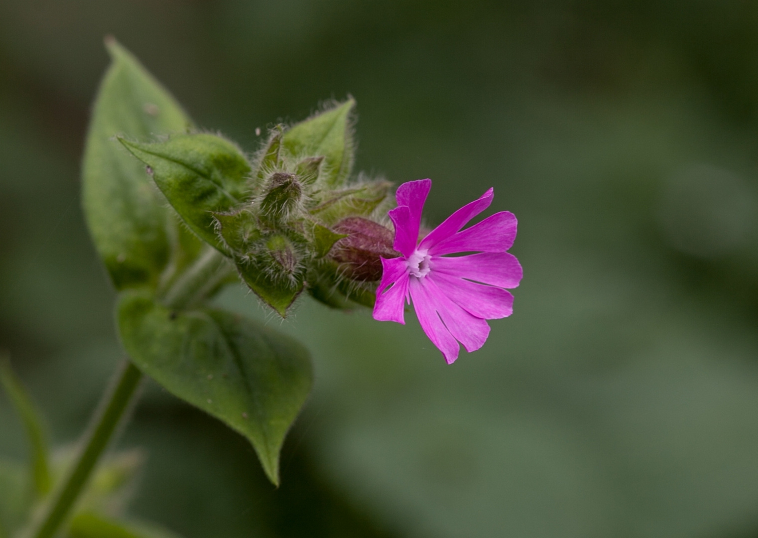 Geranium : Storchschnabel 2