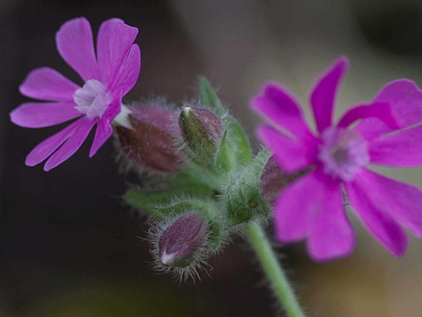 Geranium: Storchschnabel