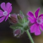 Geranium: Storchschnabel