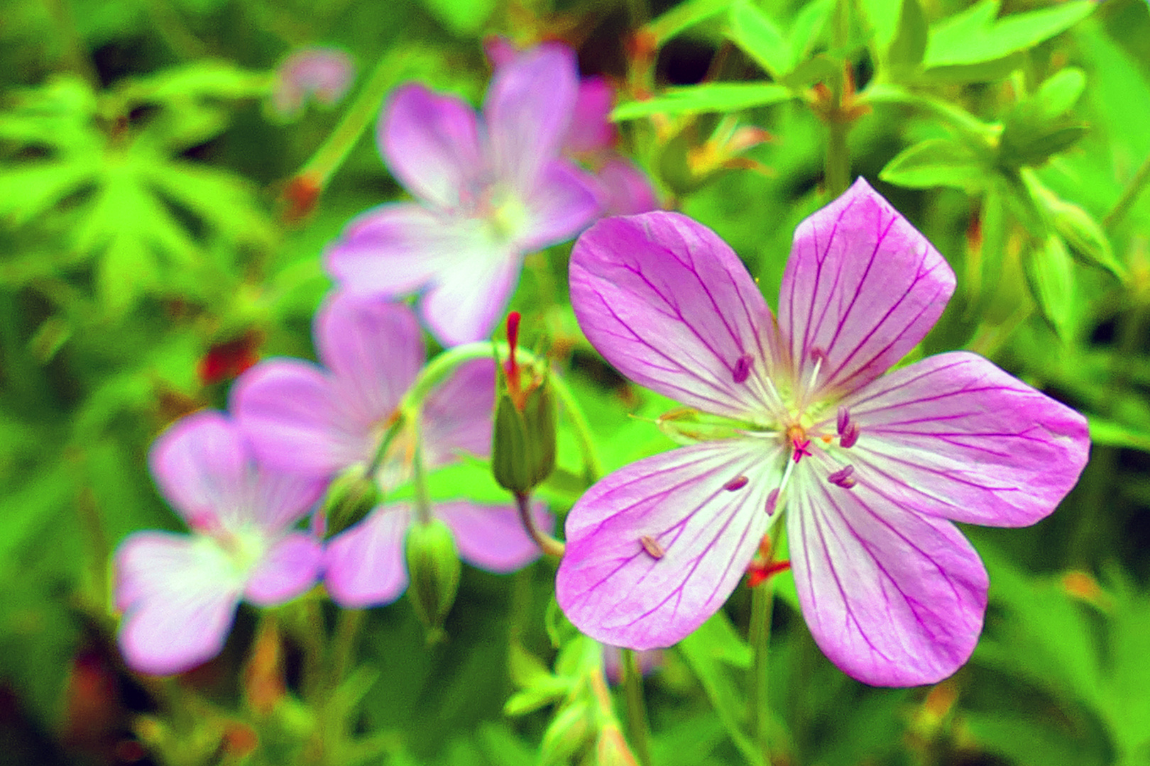 Geranium-Storchschnabel