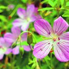 Geranium-Storchschnabel