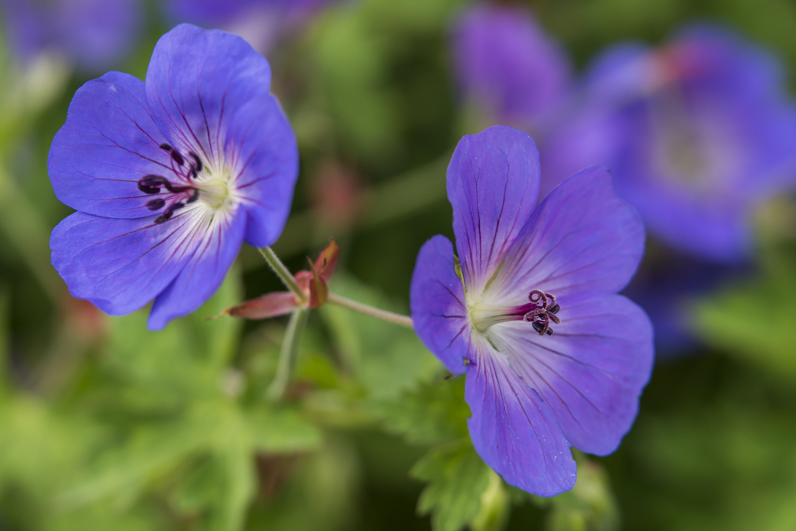 Geranium (Storchschnabel)