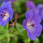 Geranium (Storchschnabel)