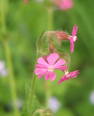 Geranium ( Storchschnabel)