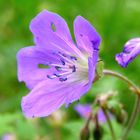 Geranium sylvaticum