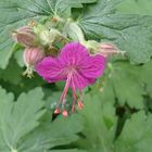 Geranium sylvaticum